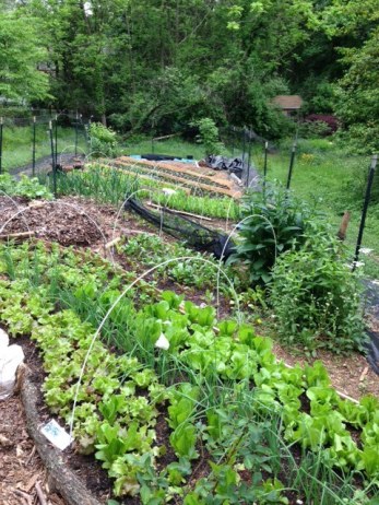 Early summer beds.  Nice to remember in this gray weather. 